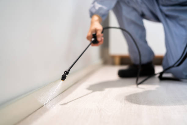 Best Flea Control Services  in Plummer, ID